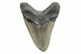 Serrated, Fossil Megalodon Tooth - North Carolina #219966-1